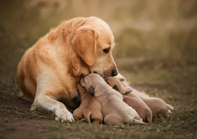 Illustration engender - Image 1