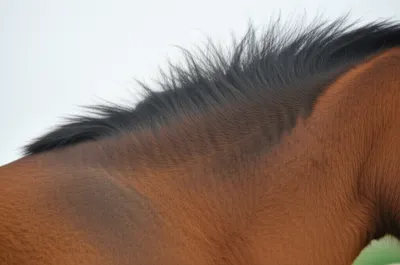 Illustration hogging - Image 1