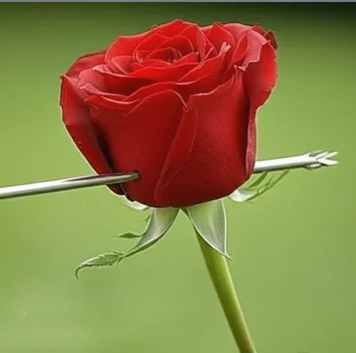 Illustration stricken - Image 1