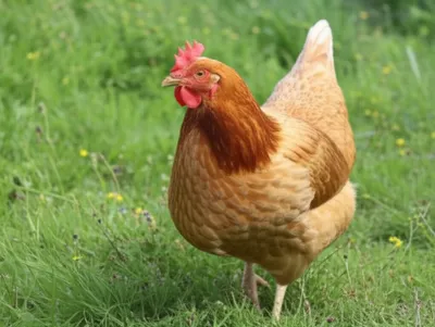 Illustration hen - Image 1