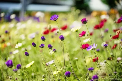 Illustration prick - Image 1