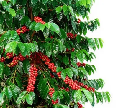 Illustration coffee - Image 1