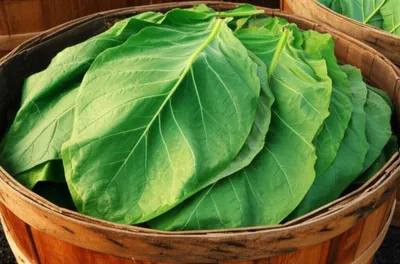 Illustration robes - Image 1