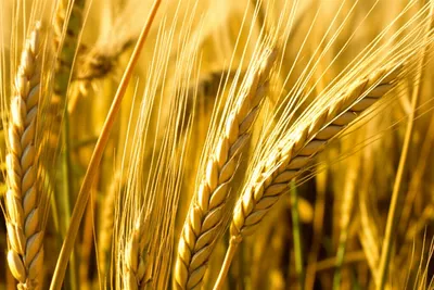 Illustration barley - Image 1