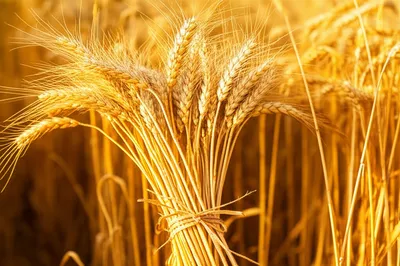 Illustration sheaves - Image 1