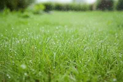 Illustration sprinkled - Image 1