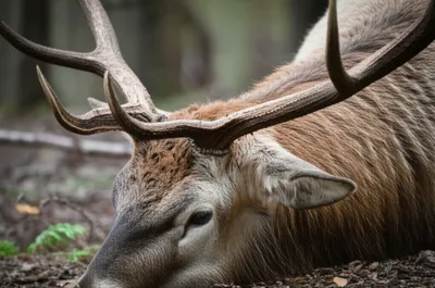 Illustration scalps - Image 1