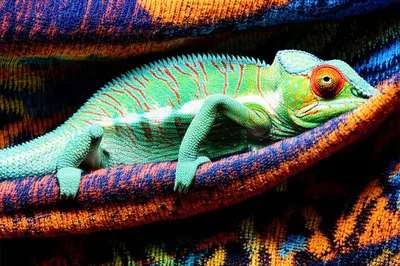 Illustration indued - Image 1