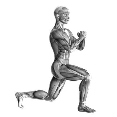 Illustration lunges - Image 1