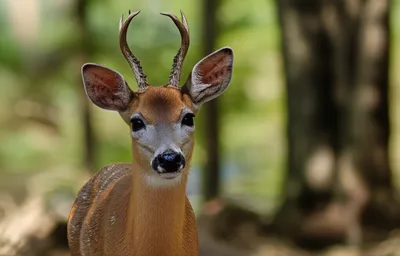 Illustration spikes - Image 1