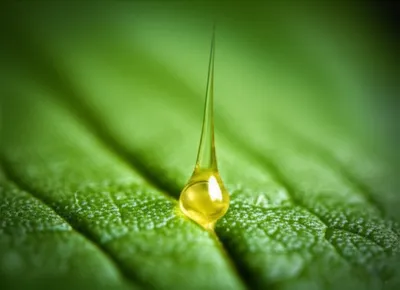 Illustration sting - Image 1