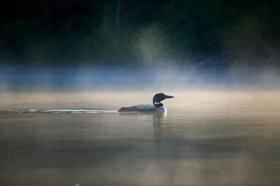 Illustration loom - Image 1