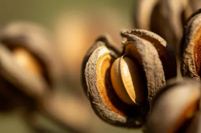 Illustration coccus - Image 1