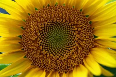 Illustration composite - Image 1