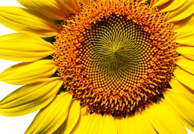 Illustration flowers - Image 1