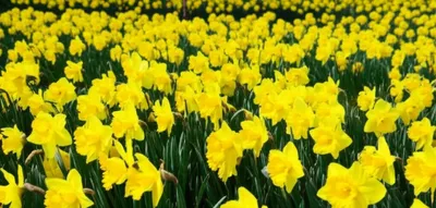 Illustration daffodil - Image 1