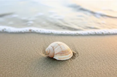 Illustration univalve - Image 1