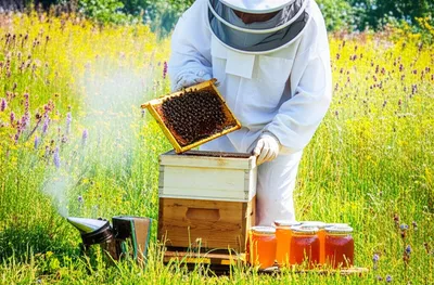 Illustration beekeepers