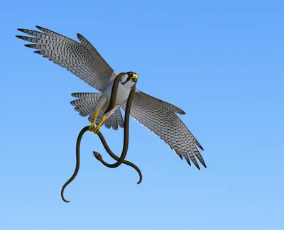 Illustration roc - Image 1