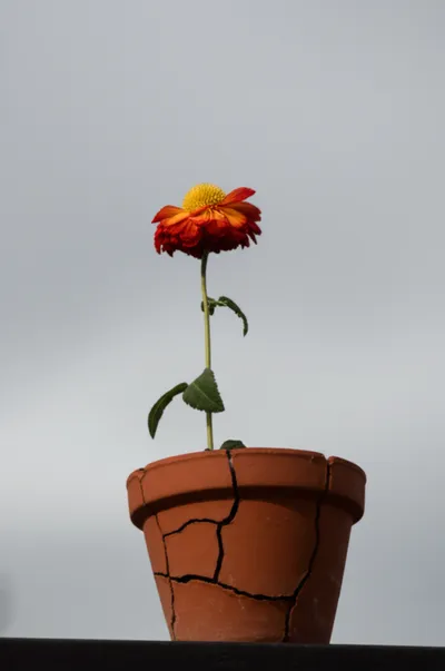 Illustration went - Image 1