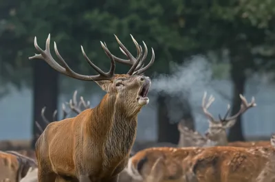 Illustration rut - Image 1