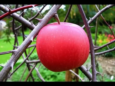 Illustration tabooed - Image 1