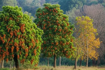 Illustration mast - Image 1