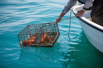 Illustration lobstering