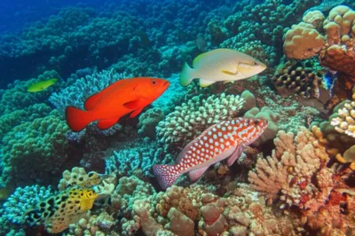 Illustration coney - Image 1