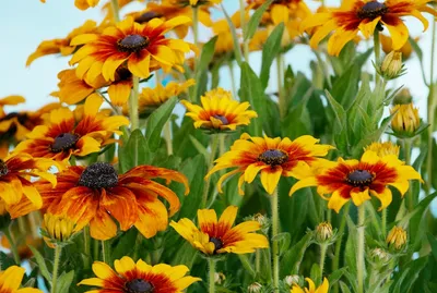 Illustration rudbeckia - Image 2