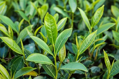 Illustration mate - Image 1