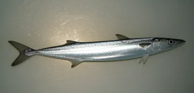 Illustration oilfish