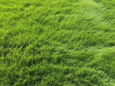 Illustration etch - Image 1