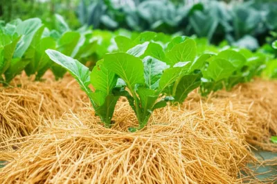 Illustration litter - Image 1