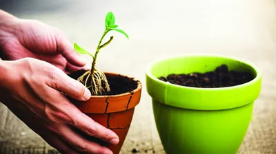 Illustration appeals - Image 1