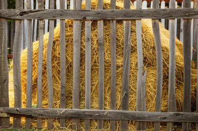 Illustration hay - Image 1