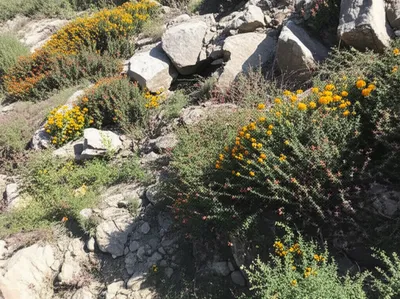 Illustration uncultivated