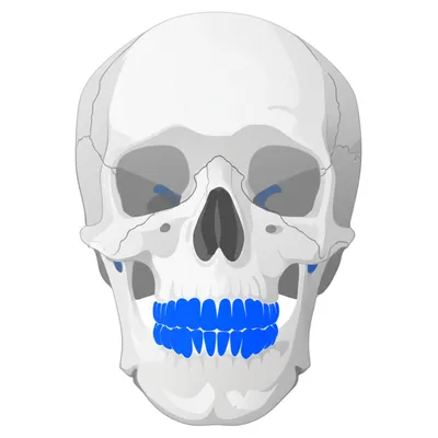 Illustration maxilla - Image 1