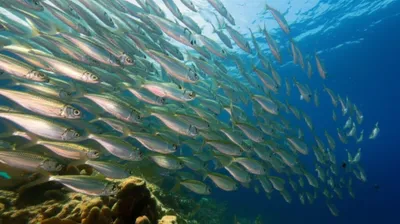 Illustration pilchard