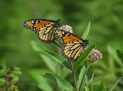 Illustration duplicate - Image 1