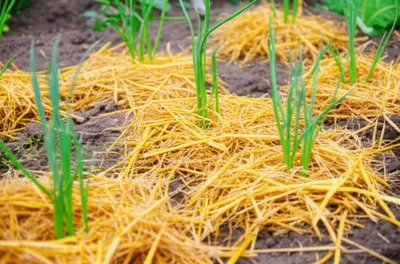 Illustration litters - Image 1