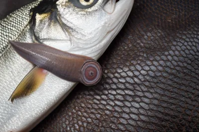 Illustration hagfish - Image 1