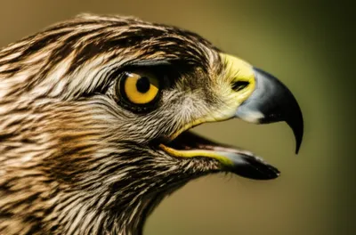 Illustration clap - Image 1