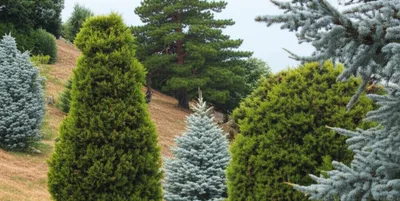 Illustration juniper - Image 1