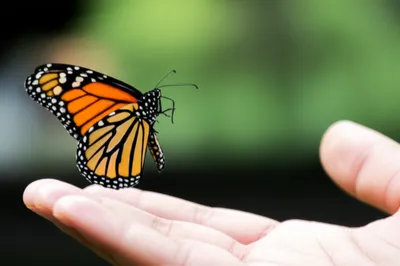 Illustration coy - Image 1