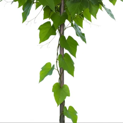 Illustration need - Image 1