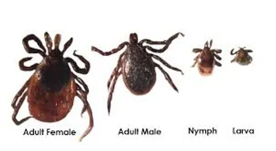 Illustration tick - Image 2