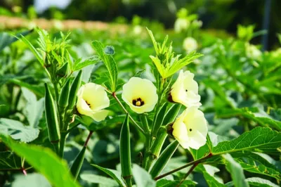 Illustration gumbo - Image 1