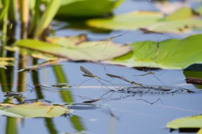 Illustration skaters - Image 1