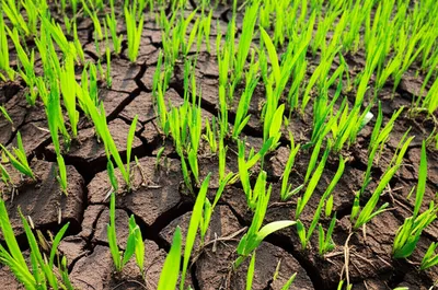 Illustration sprout - Image 1